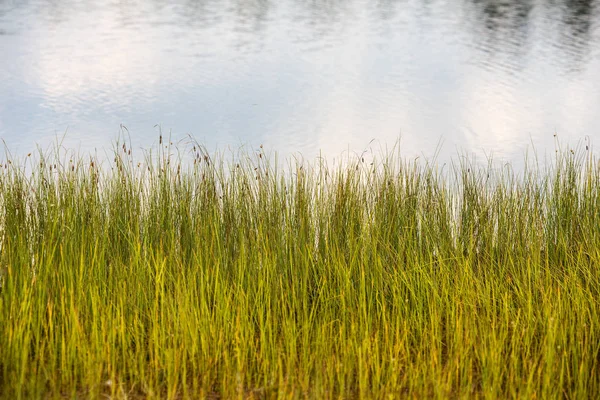 Трава на болотистом берегу — стоковое фото