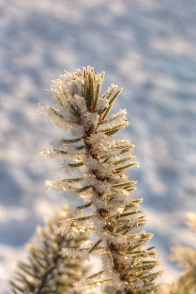 Υποκατάστημα δέντρο έλατο με παγετός — Φωτογραφία Αρχείου