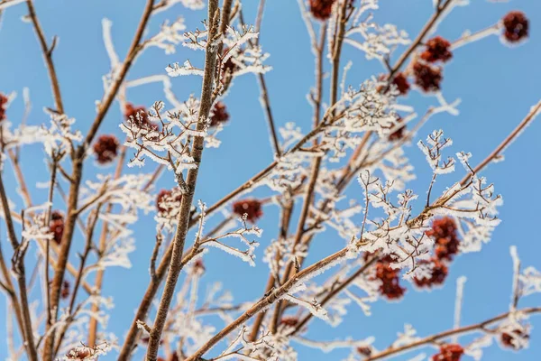 Winter rowan branches — Stock Photo, Image