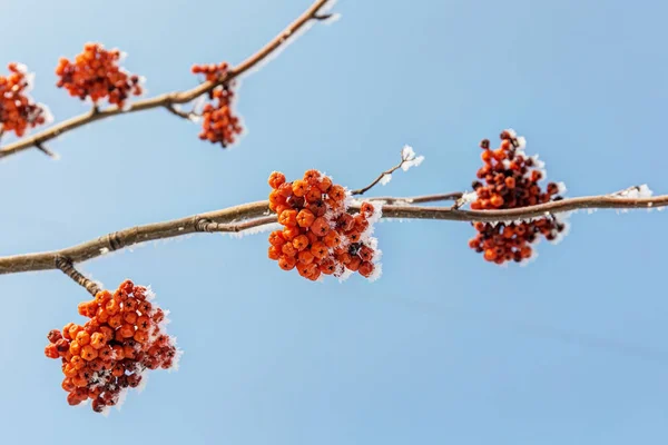 Rowan with berries closeup — Stock Photo, Image