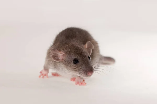 Porträt der Baby-Ratte — Stockfoto