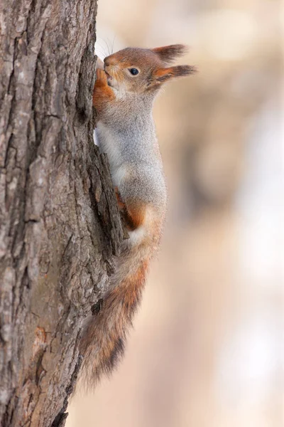 Eichhörnchen auf dem Stamm einer Kiefer — Stockfoto