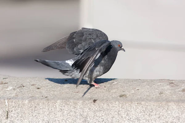 Taube landet auf einem Stein — Stockfoto