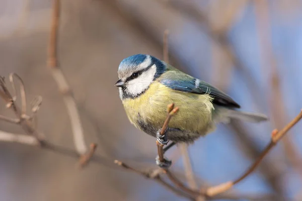 Portrait of the bluetit — Stock Photo, Image