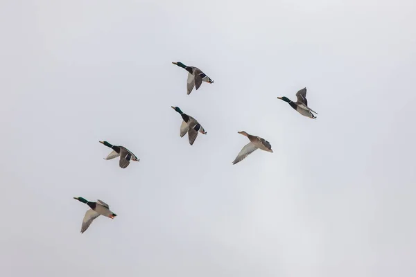 Seis patos em voo — Fotografia de Stock