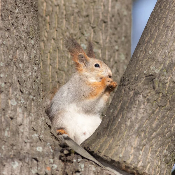 Eichhörnchen sitzt zwischen Bäumen — Stockfoto