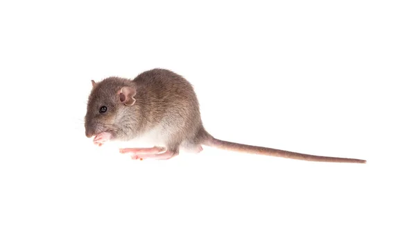 Dětské potkan umyje — Stock fotografie