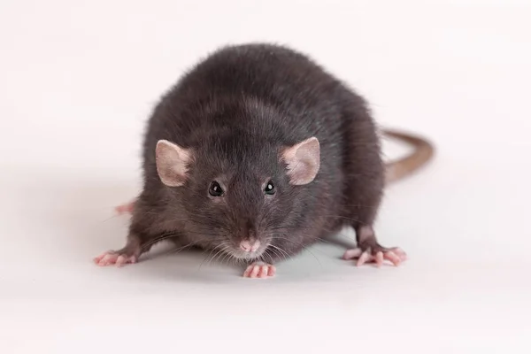 Zwarte binnenlandse rat — Stockfoto