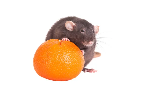 Rato com laranja — Fotografia de Stock