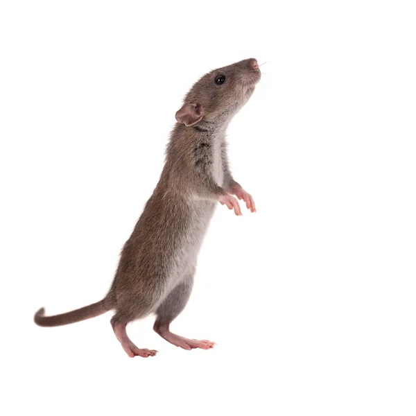 Nieuwsgierig baby rat — Stockfoto