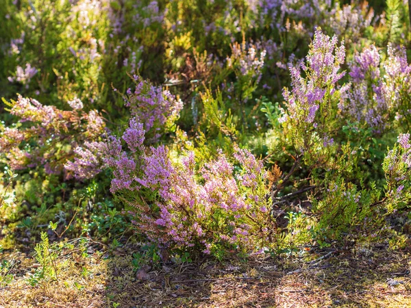 Heather on a sunny summer day — Stock Photo, Image