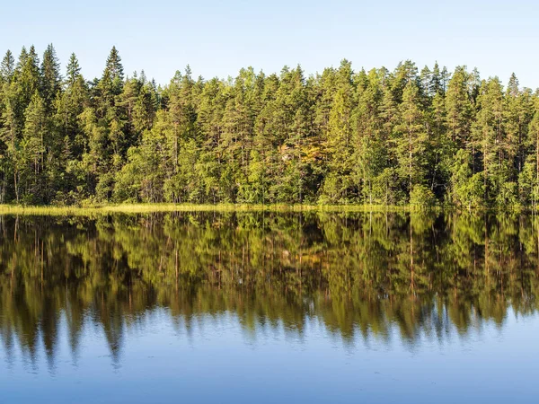 Kusten av skogssjö — Stockfoto