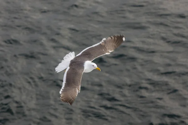 Survol de l'eau de mer — Photo