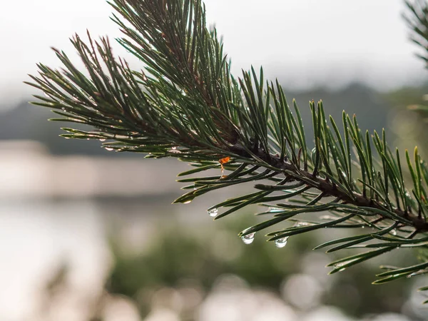 Gotas em agulhas de pinheiro — Fotografia de Stock