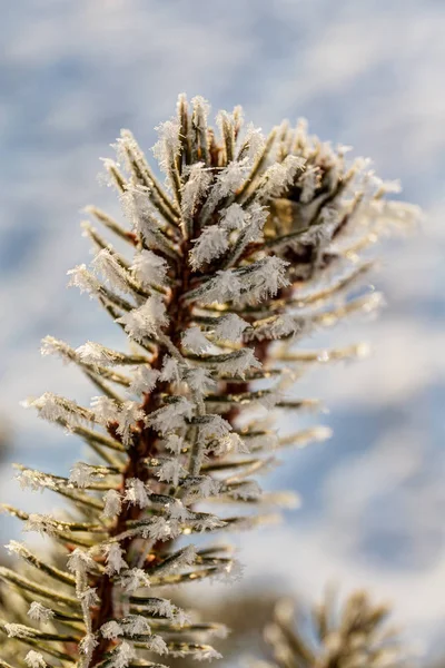 FIR tree gren närbild — Stockfoto