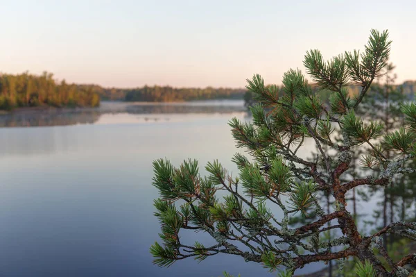 Pino su uno sfondo di lago — Foto Stock