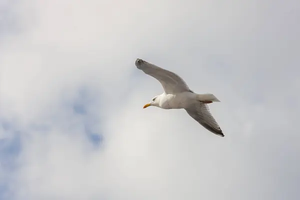 Gaivota sobre um fundo de nuvens — Fotografia de Stock