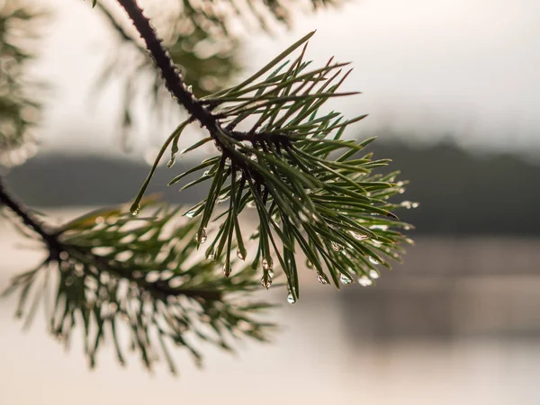 Pine gren på nära håll — Stockfoto