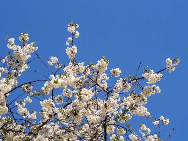 beyaz kiraz dalları