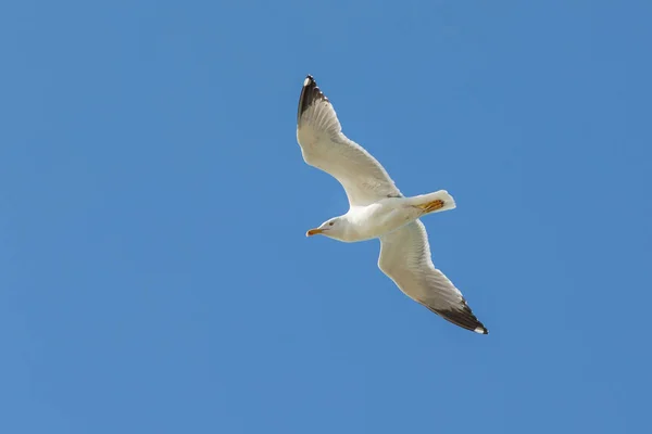 Mouette blanche en vol — Photo