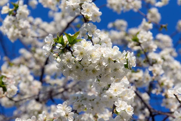 Cherry blossom branch in spring — Stock Photo, Image