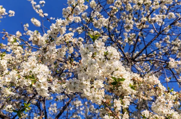 Flores de cerezo contra el cielo —  Fotos de Stock
