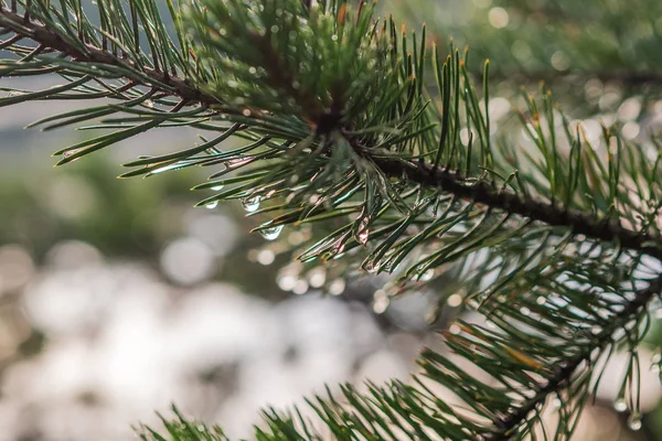 Tropfen nach Regen — Stockfoto