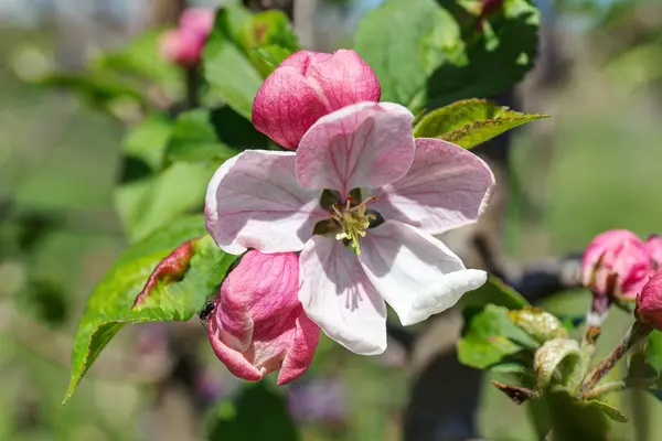 Pommier à fleurs au printemps — Photo