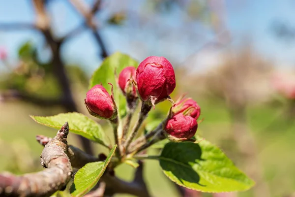 Bourgeons florissant pommier — Photo