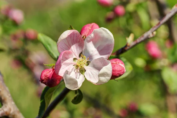 Bahar elma ağacı portre — Stok fotoğraf