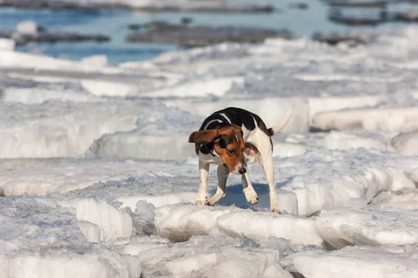 Perro en témpanos de hielo de fusión —  Fotos de Stock