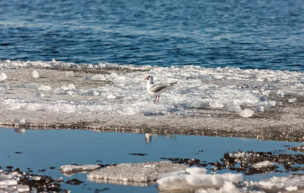 Gull on melting ice floe — Stock Photo, Image