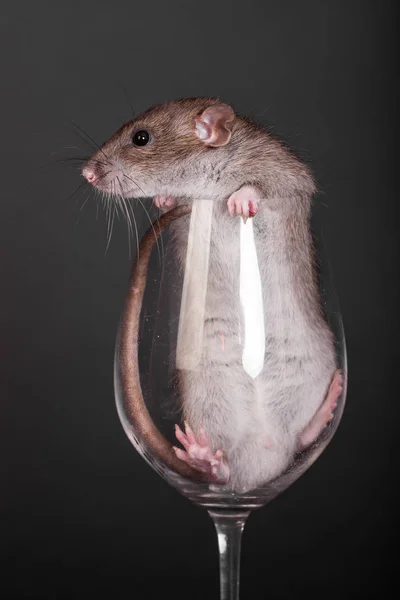 Rat domestique dans un verre — Photo