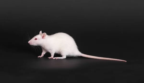 화이트 국내 쥐 — 스톡 사진
