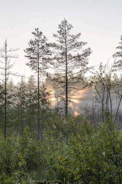 Солнечное утро в лесу — стоковое фото