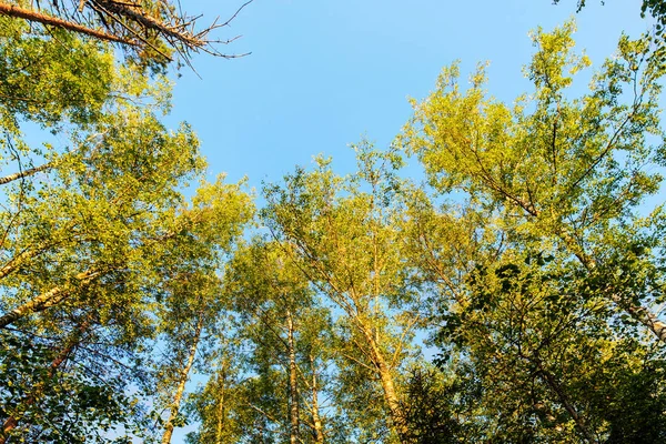 Bomen in Zomerochtend — Stockfoto