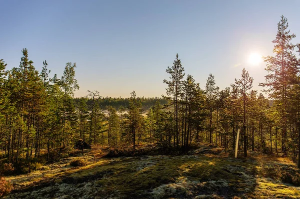 Aube dans la forêt — Photo