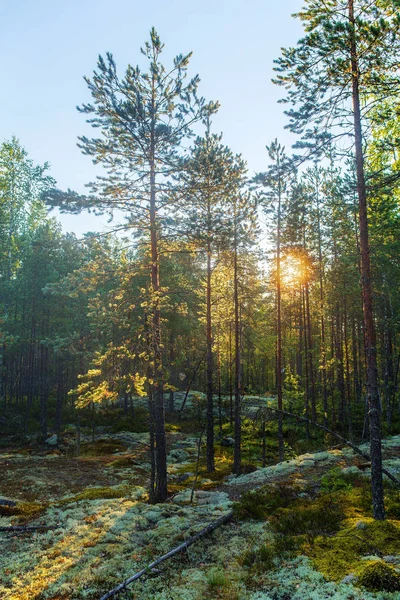 Ochtendzon in de naaldhout bos — Stockfoto