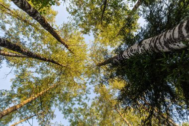 Yaz ormandaki ağaçlar 