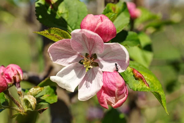 Pommier en fleurs gros plan — Photo