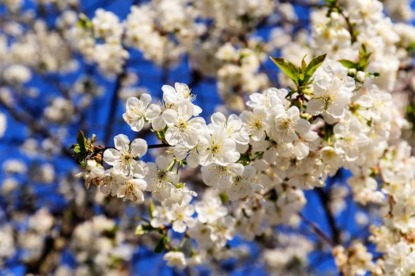 White cherry blossom branch — Stock Photo, Image