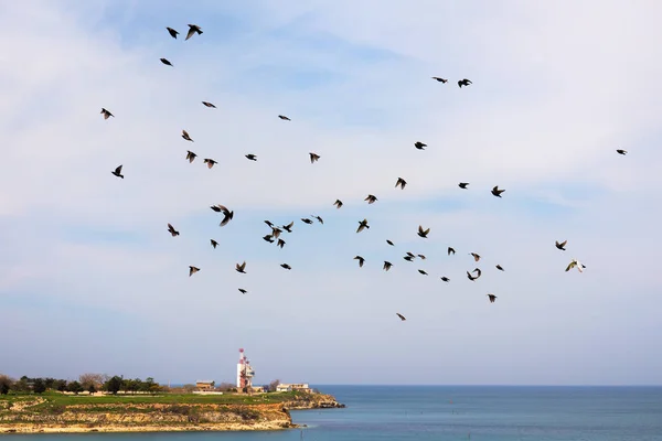 Stare im Flug — Stockfoto