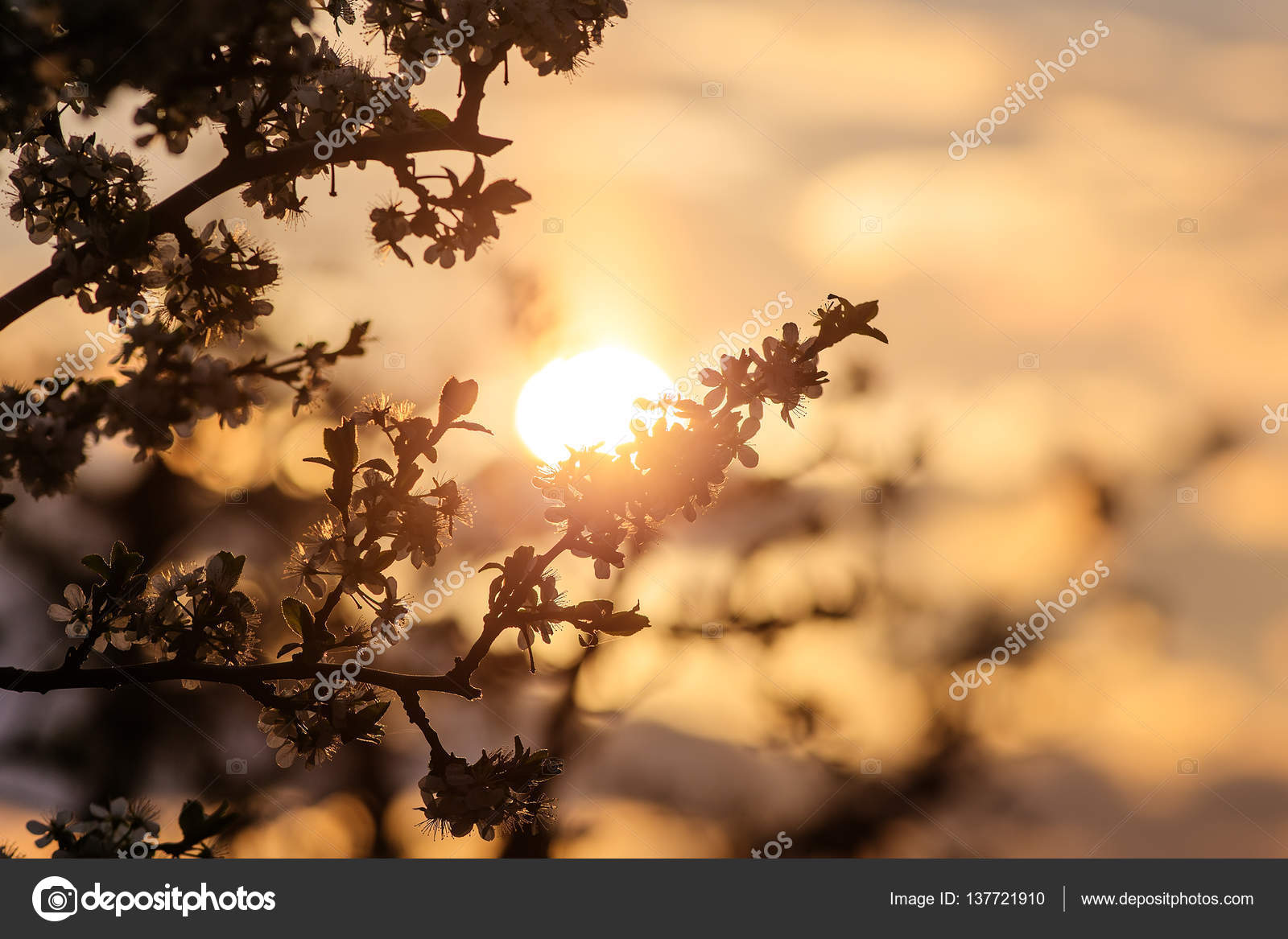 Morgensonne im Garten — Stockfoto © Argument #137721910