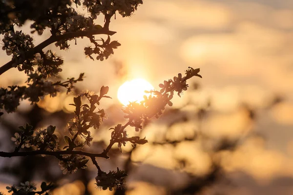 Morning sun in garden — Stock Photo, Image