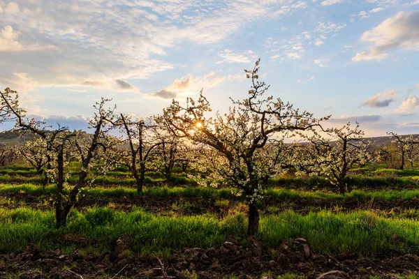 Sun in orchard — Stock Photo, Image