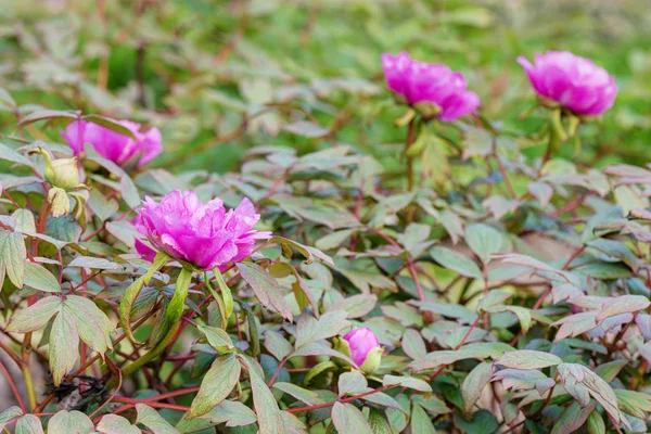 Peonies in spring garden — Stock Photo, Image