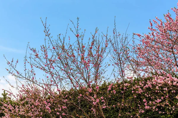 Rami dei fiori di ciliegio — Foto Stock
