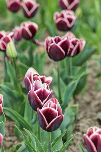 Tulipas escuras no jardim da primavera — Fotografia de Stock