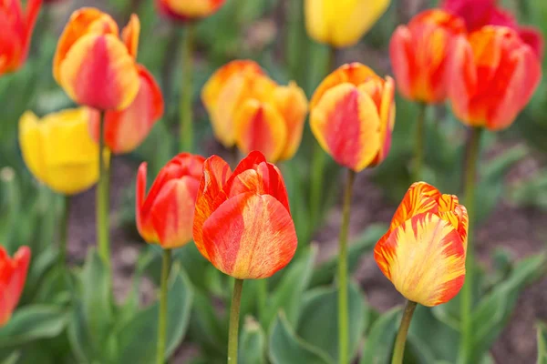 Tulipani in primavera primo piano — Foto Stock