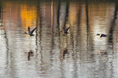 Üç ördek uçuyor.